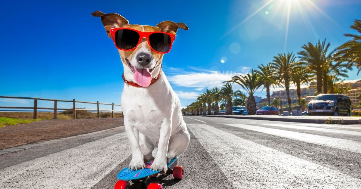 StarPet South Africa